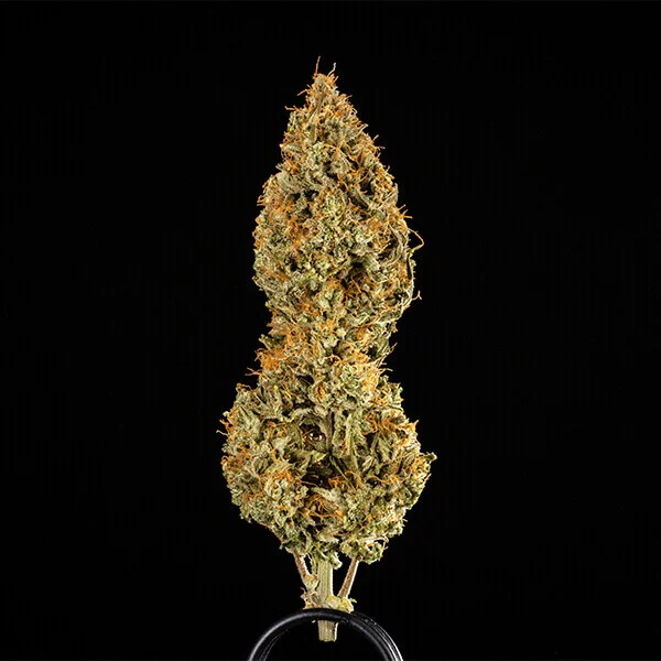Samen 3x Medusa F1 Automatik Royalqueenseeds